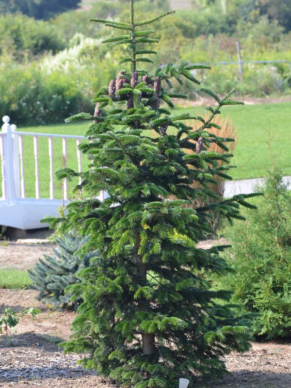 Abies Nordmanniana 'tortifolia' - View 5 from www redcrocus com