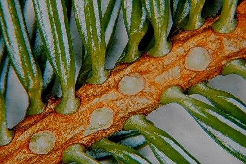 Abies Nordmanniana 'tortifolia' - View 7 from www redcrocus com