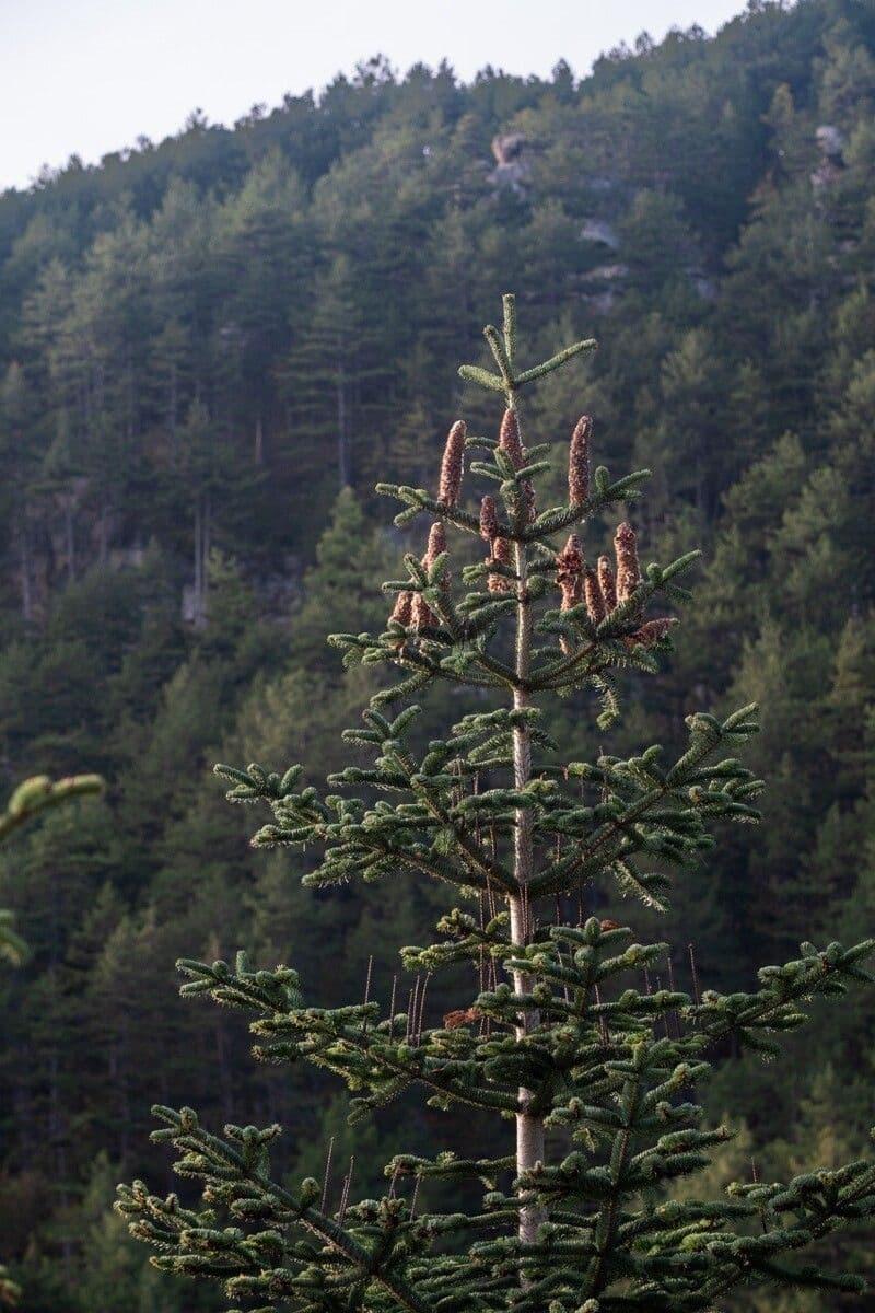 Abies Nordmanniana 'tortifolia' - View 8 from www redcrocus com