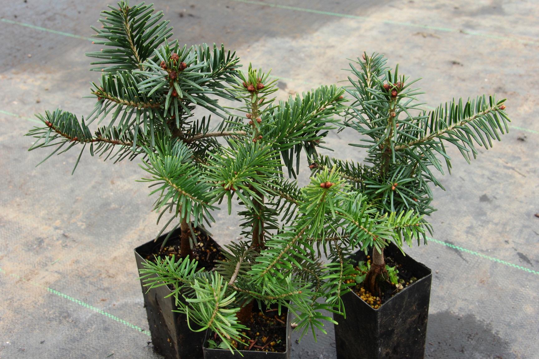 Abies Nordmanniana 'tortifolia' - View 9 from www redcrocus com