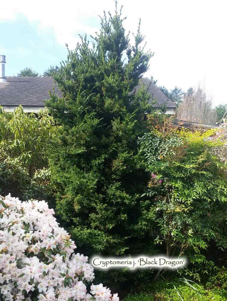 Cryptomeria Japonica 'black Dragon' - View 16 from www redcrocus com
