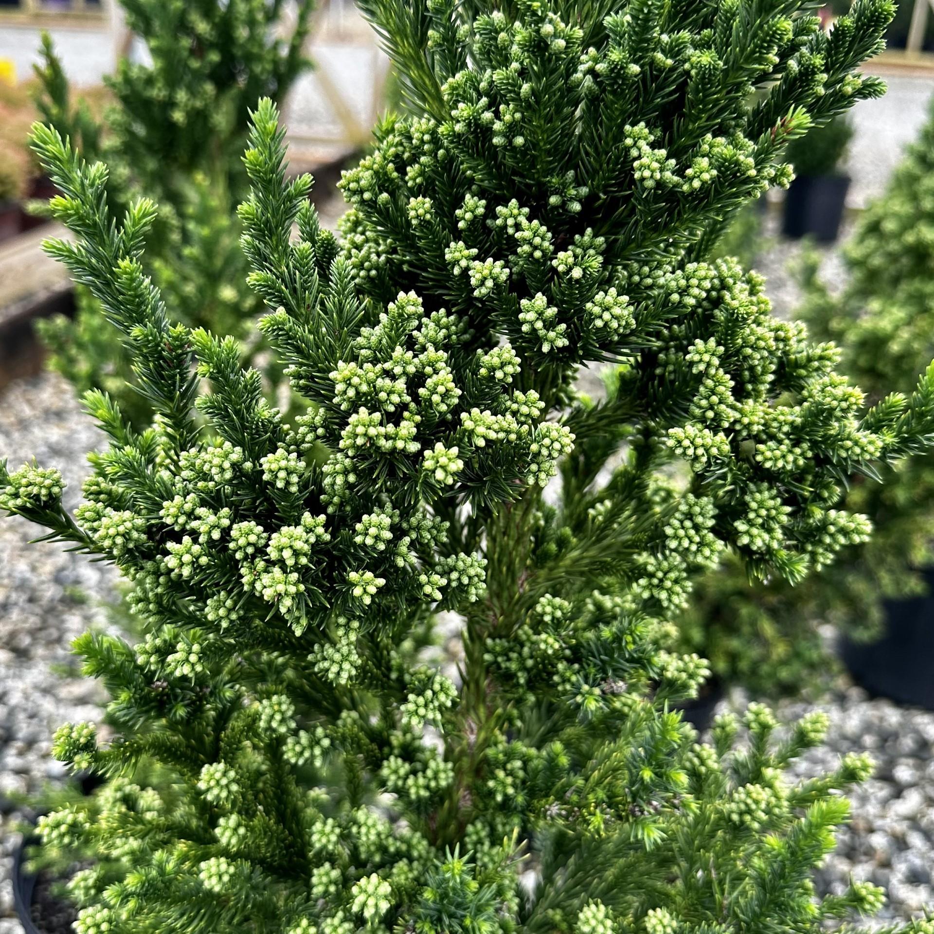 Cryptomeria Japonica 'black Dragon' - View 26 from www redcrocus com
