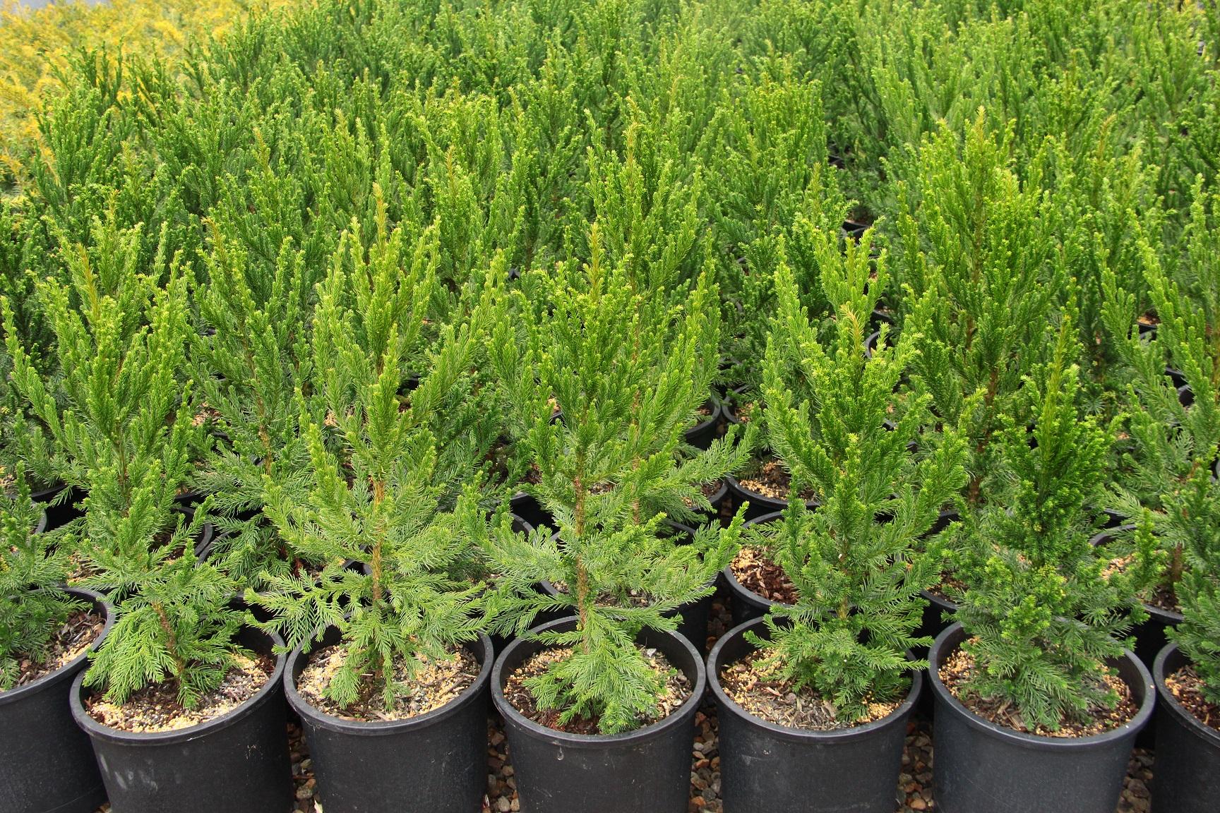 Cryptomeria Japonica 'black Dragon' - View 34 from www redcrocus com