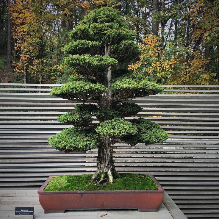 Cryptomeria Japonica 'black Dragon' - View 40 from www redcrocus com