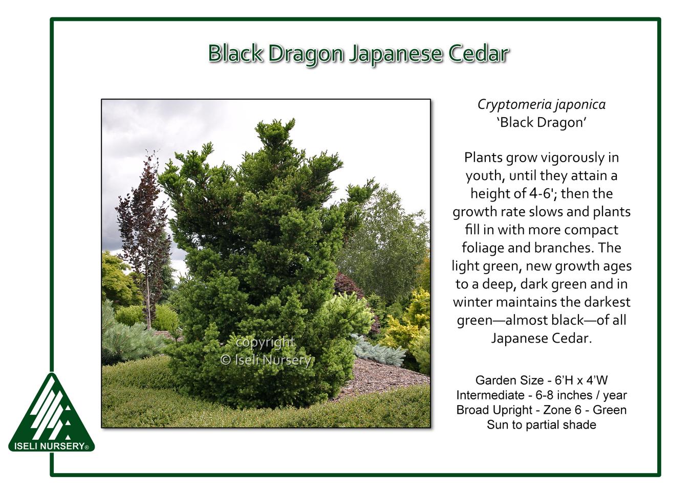 Cryptomeria Japonica 'black Dragon' - View 5 from www redcrocus com
