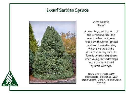 Picea Omorika 'nana' - View 1 from www redcrocus com