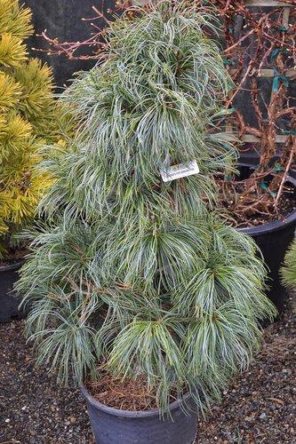 Pinus Koraiensis Oculus Draconis - View 18 from www redcrocus com
