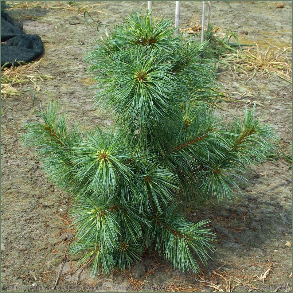 Pinus Koraiensis Oculus Draconis - View 4 from www redcrocus com