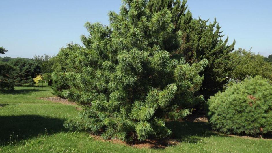 Pinus Koraiensis Oculus Draconis - View 5 from www redcrocus com