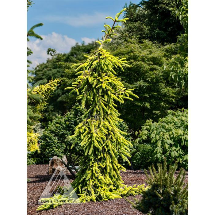 Picea Abies 'gold Drift' - View 12 from www redcrocus com