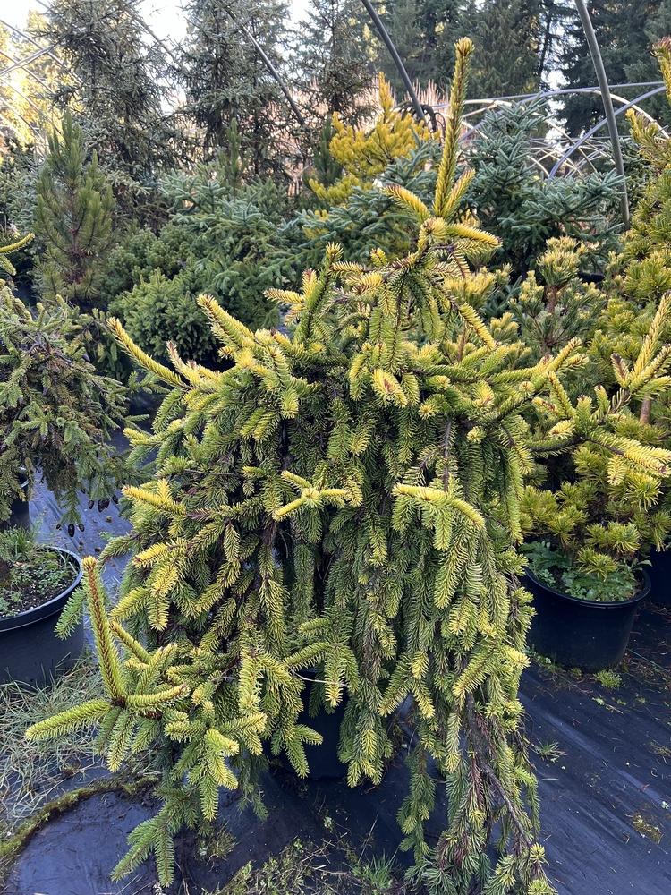 Picea Abies 'gold Drift' - View 14 from www redcrocus com