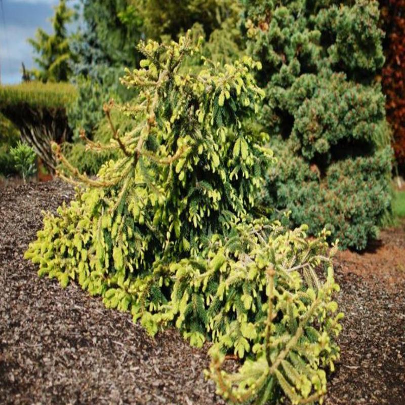 Picea Abies 'gold Drift' - View 18 from www redcrocus com