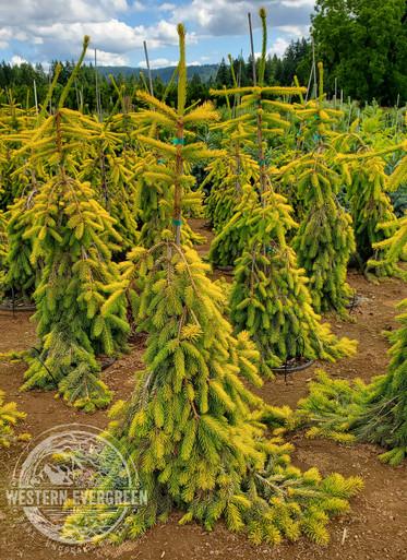 Picea Abies 'gold Drift' - View 19 from www redcrocus com