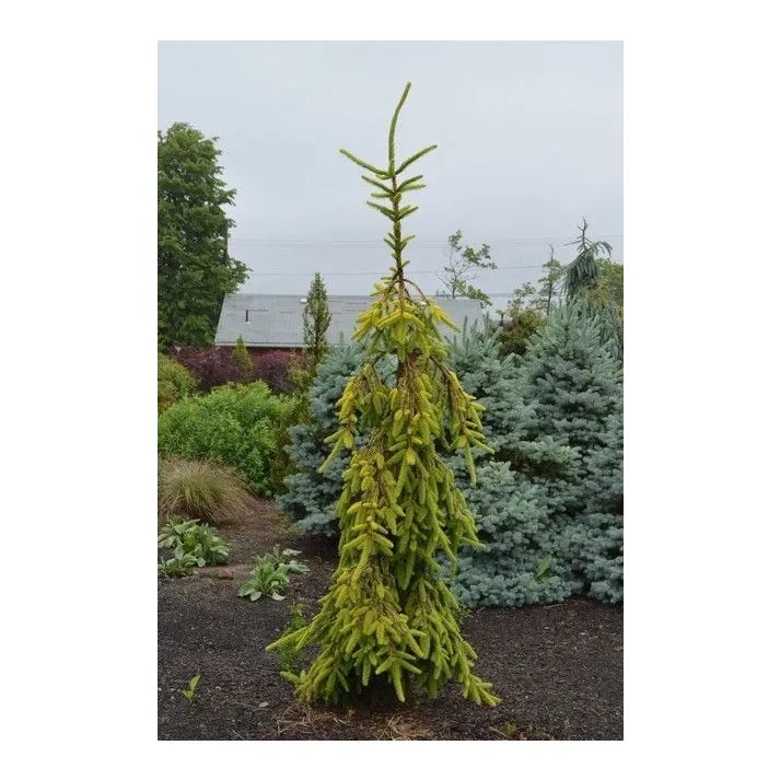 Picea Abies 'gold Drift' - View 20 from www redcrocus com