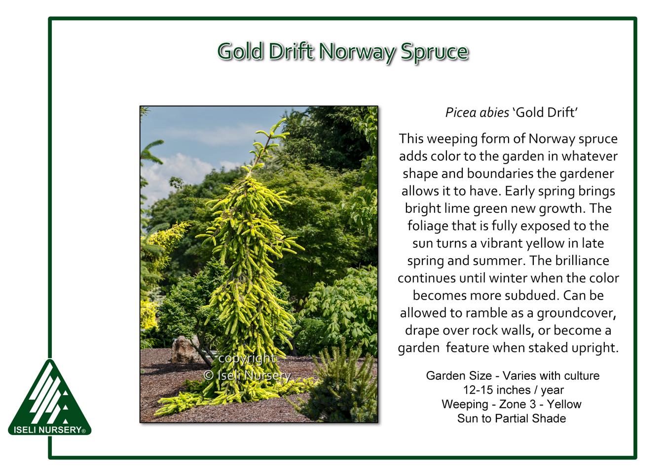 Picea Abies 'gold Drift' - View 21 from www redcrocus com