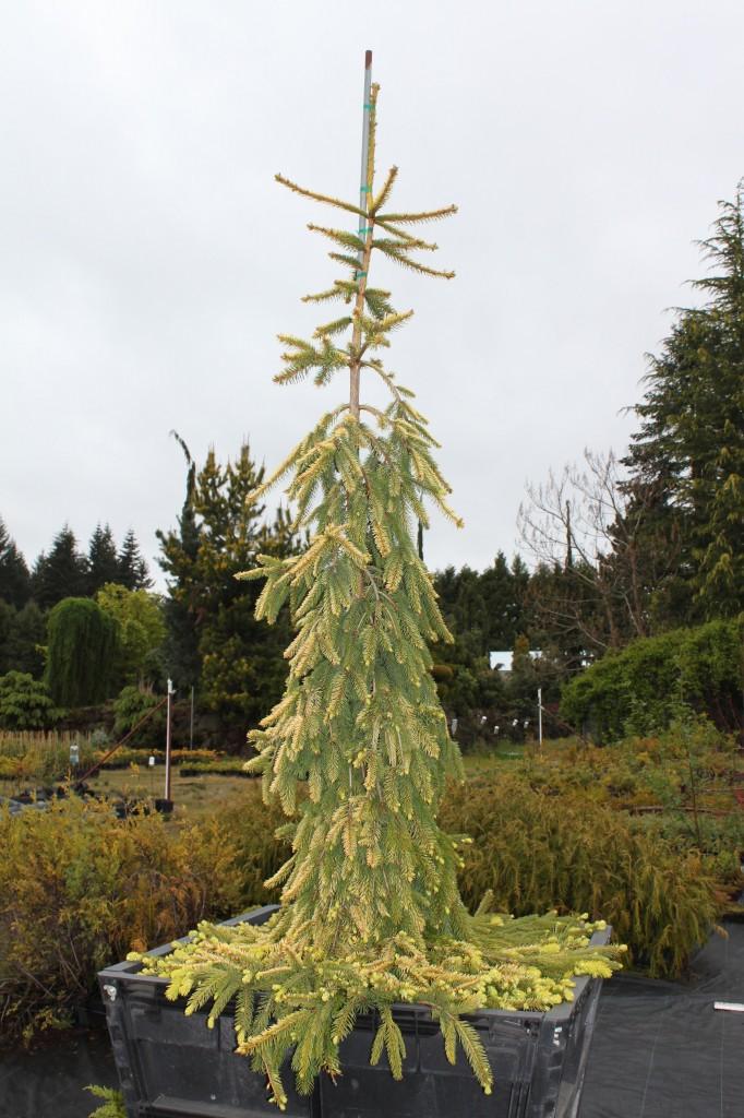 Picea Abies 'gold Drift' - View 22 from www redcrocus com