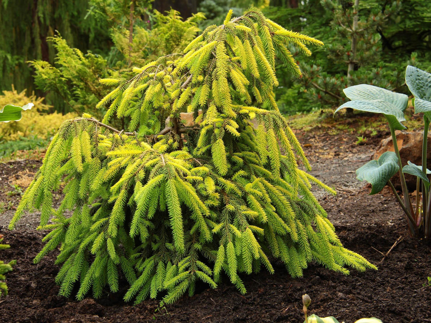 Picea Abies 'gold Drift' - View 23 from www redcrocus com