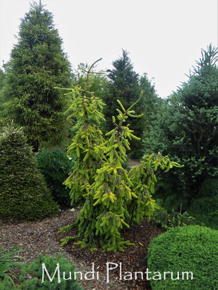 Picea Abies 'gold Drift' - View 24 from www redcrocus com