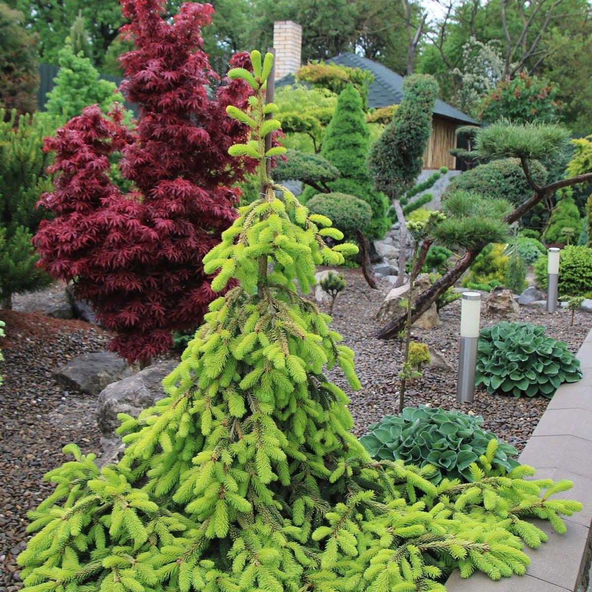 Picea Abies 'gold Drift' - View 25 from www redcrocus com