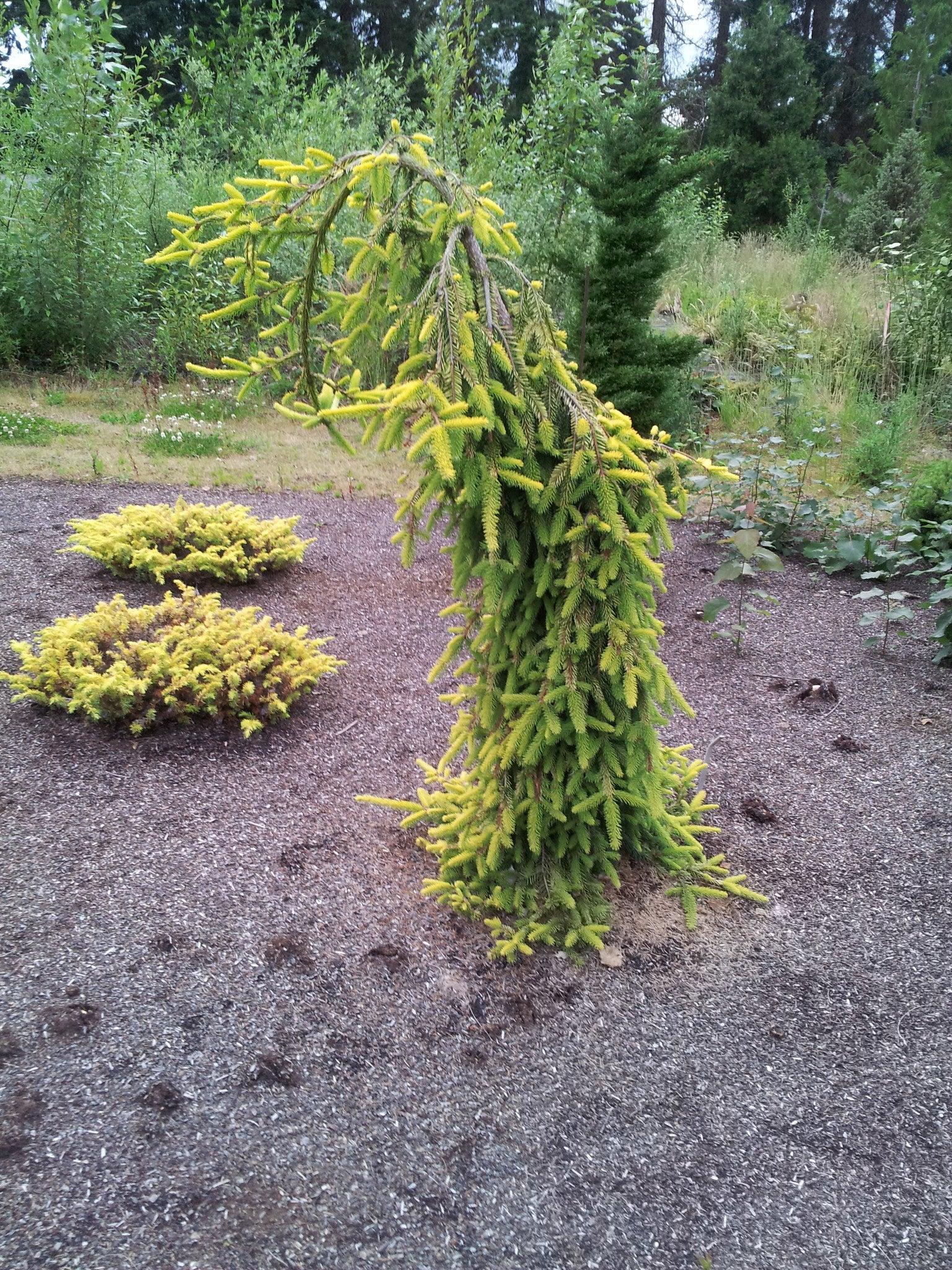 Picea Abies 'gold Drift' - View 27 from www redcrocus com