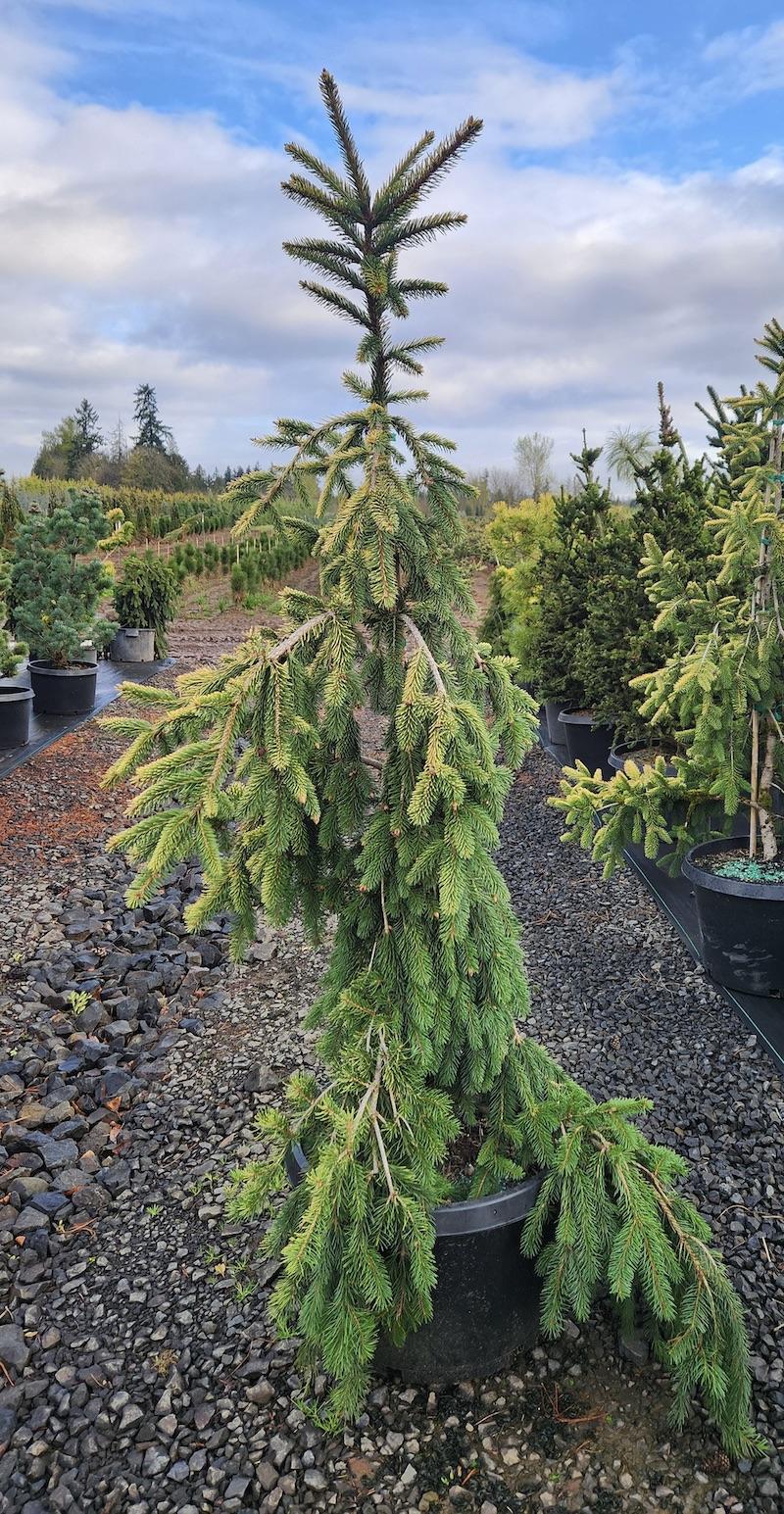 Picea Abies 'gold Drift' - View 28 from www redcrocus com
