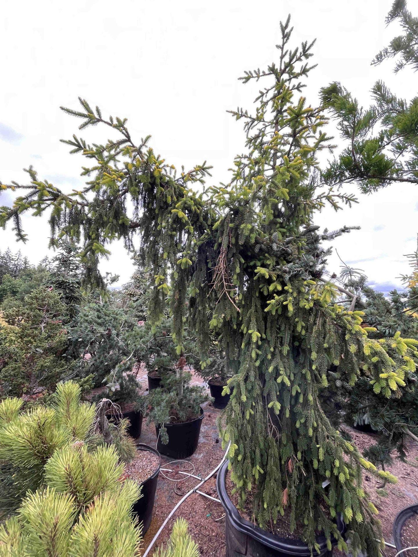 Picea Abies 'gold Drift' - View 29 from www redcrocus com