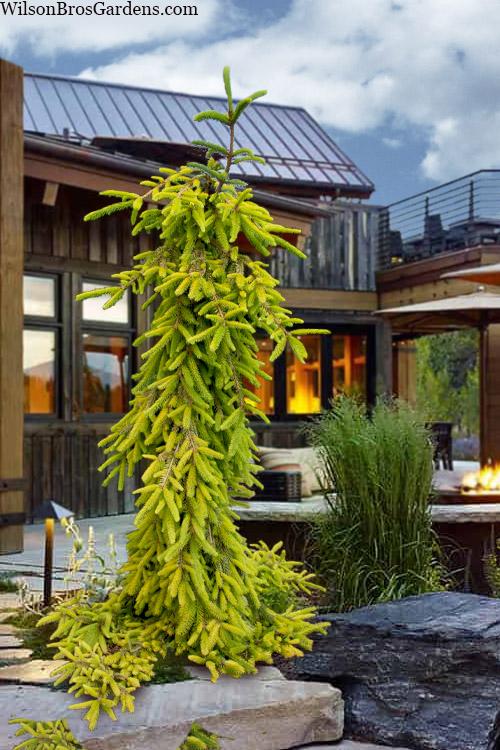 Picea Abies 'gold Drift' - View 2 from www redcrocus com
