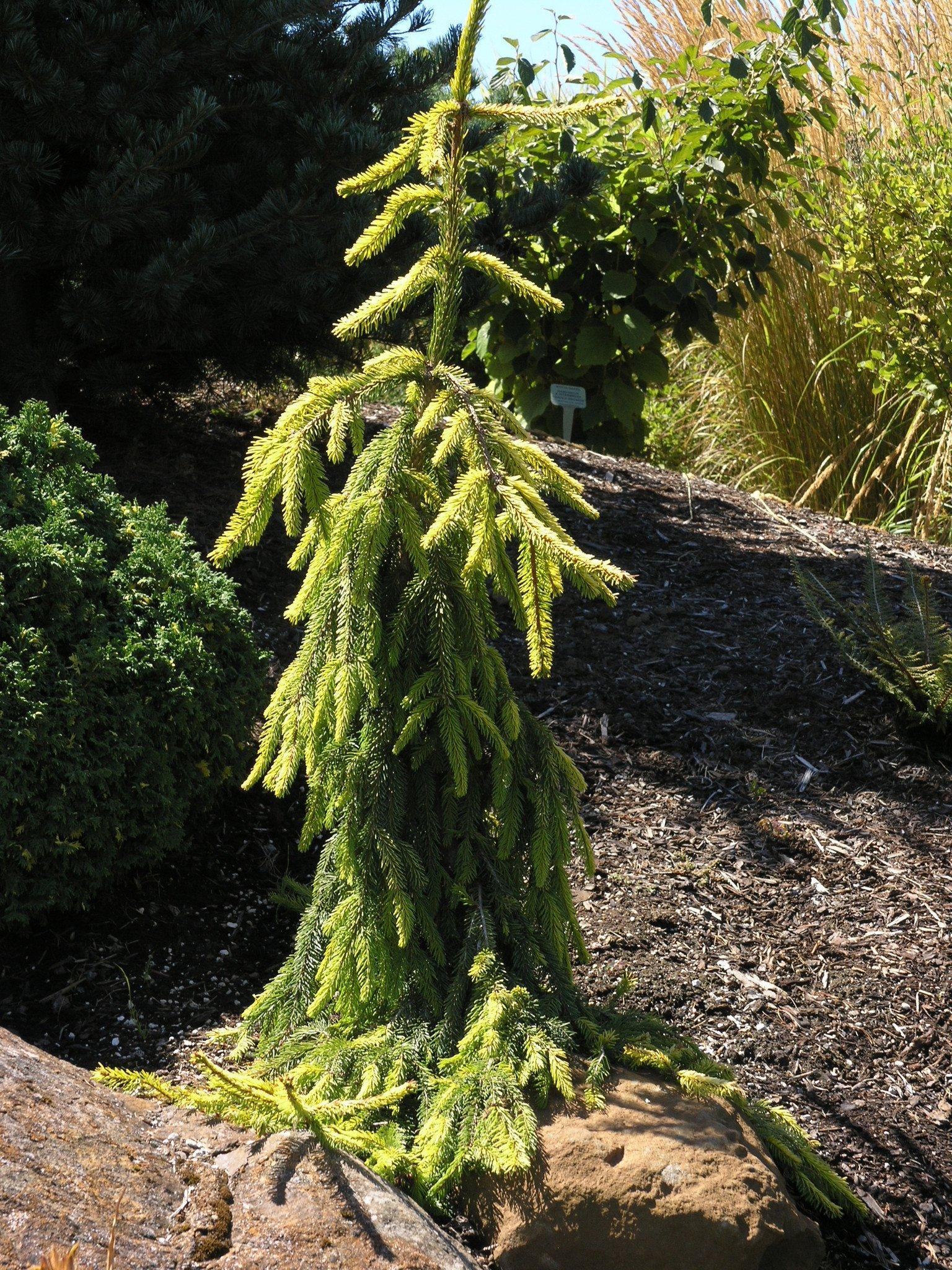 Picea Abies 'gold Drift' - View 30 from www redcrocus com