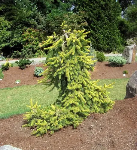 Picea Abies 'gold Drift' - View 31 from www redcrocus com