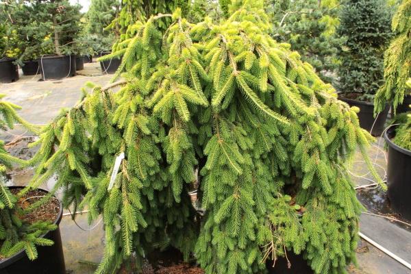 Picea Abies 'gold Drift' - View 34 from www redcrocus com