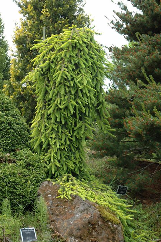 Picea Abies 'gold Drift' - View 36 from www redcrocus com
