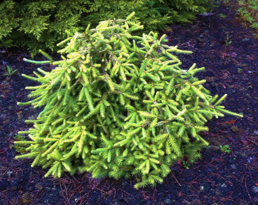 Picea Abies 'gold Drift' - View 37 from www redcrocus com