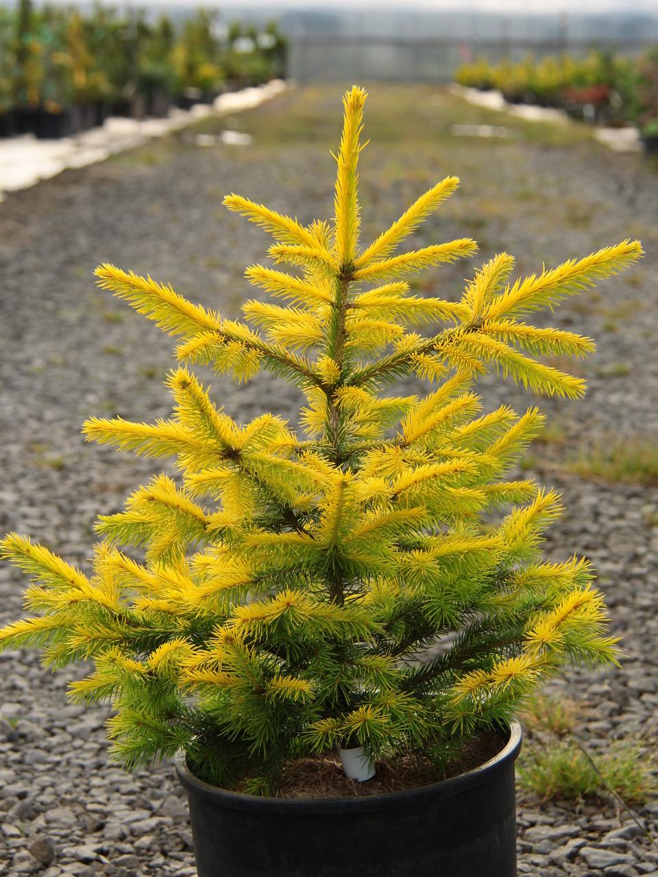 Picea Abies 'gold Drift' - View 38 from www redcrocus com