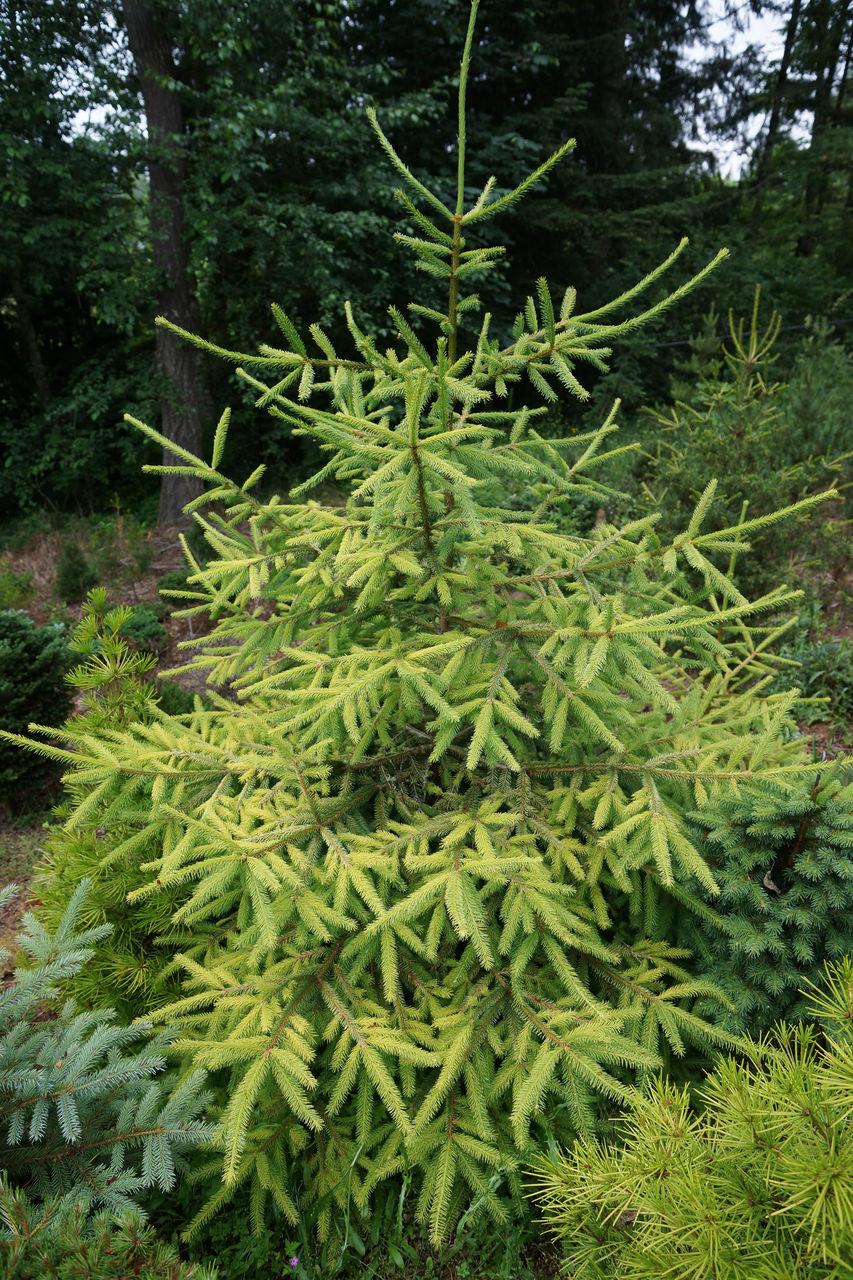 Picea Abies 'gold Drift' - View 39 from www redcrocus com