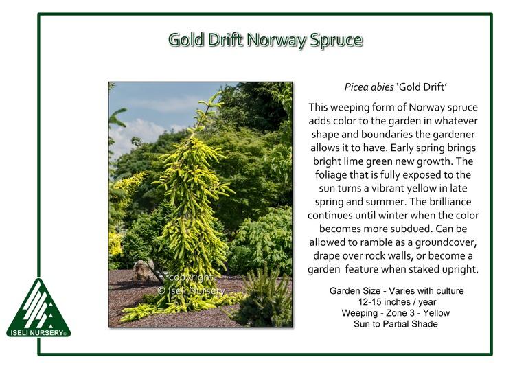 Picea Abies 'gold Drift' - View 3 from www redcrocus com