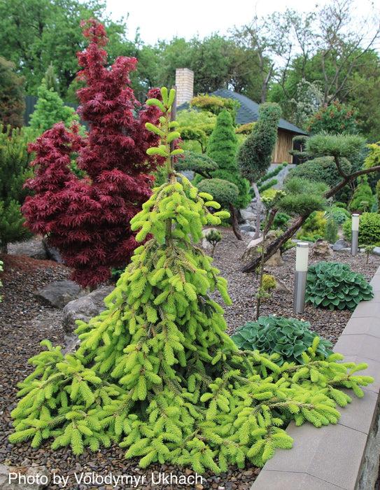 Picea Abies 'gold Drift' - View 4 from www redcrocus com