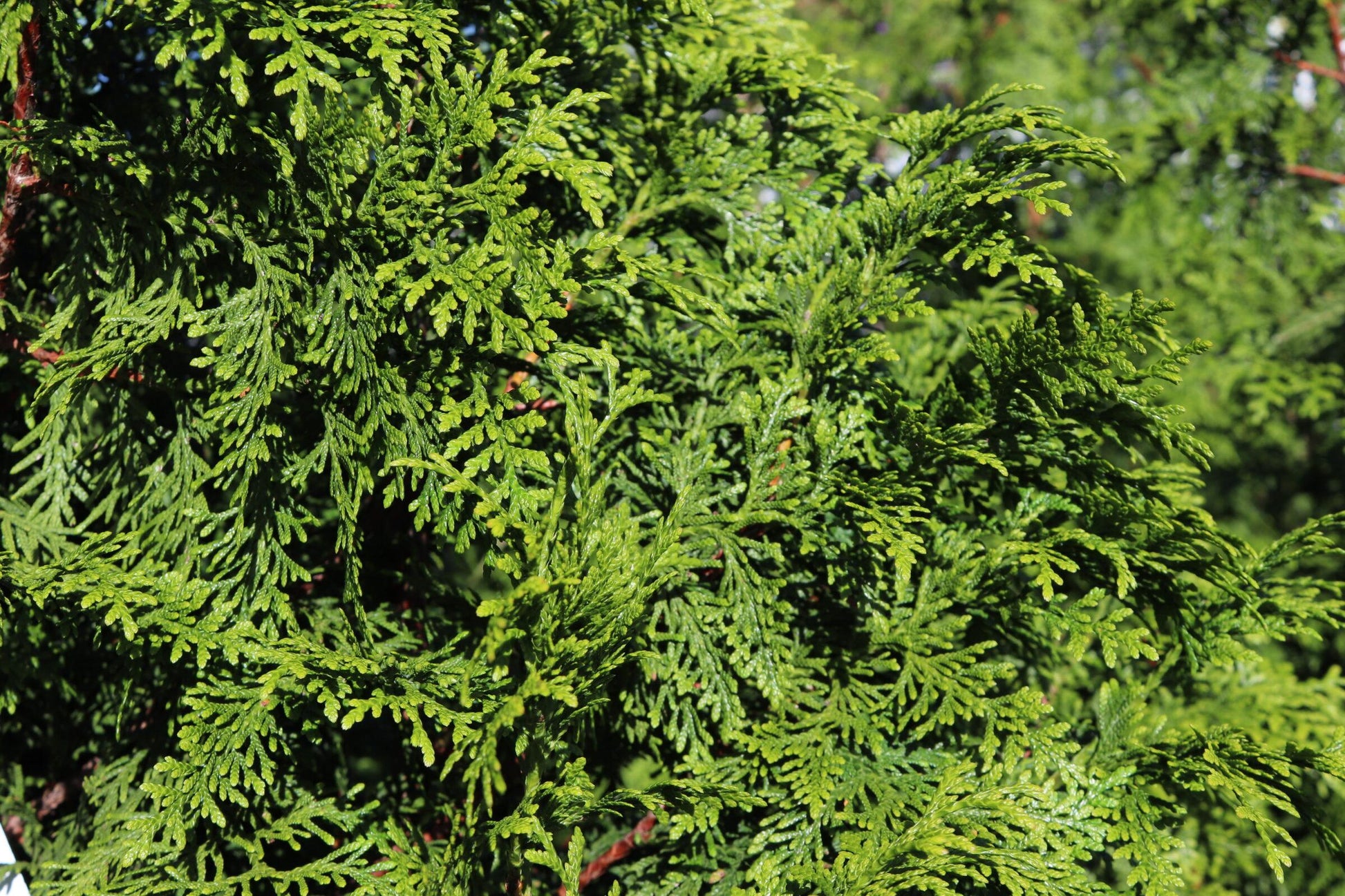 Thuja Plicata Tight Squeeze - View 12 from www redcrocus com