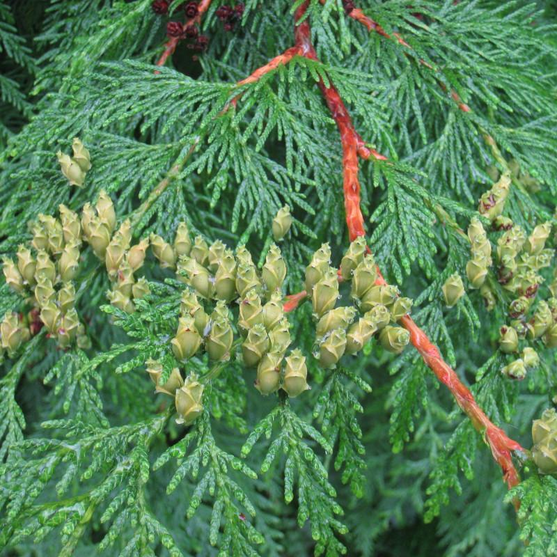 Thuja Plicata Tight Squeeze - View 15 from www redcrocus com