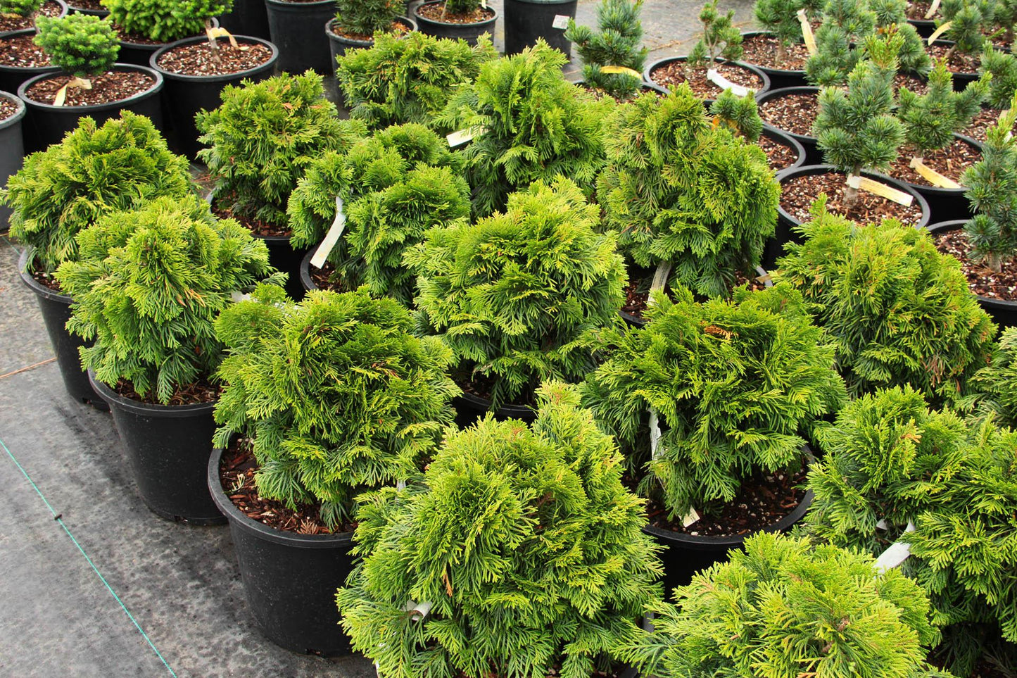 Thuja Plicata Tight Squeeze - View 16 from www redcrocus com