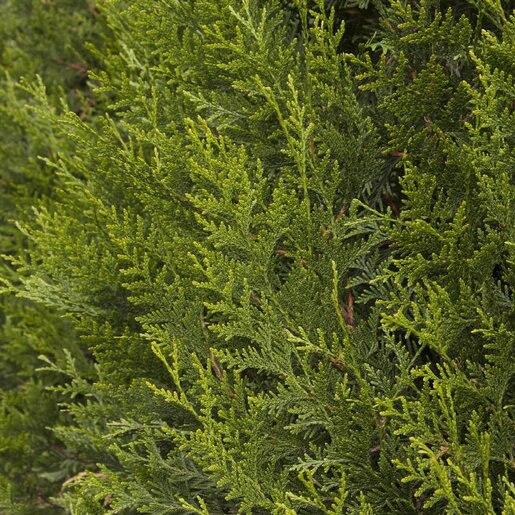Thuja Plicata Tight Squeeze - View 1 from www redcrocus com