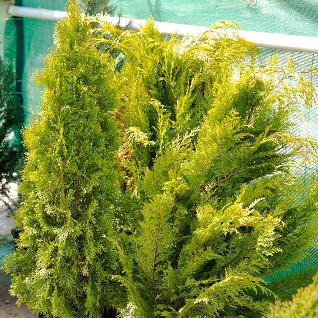 Thuja Plicata Tight Squeeze - View 4 from www redcrocus com