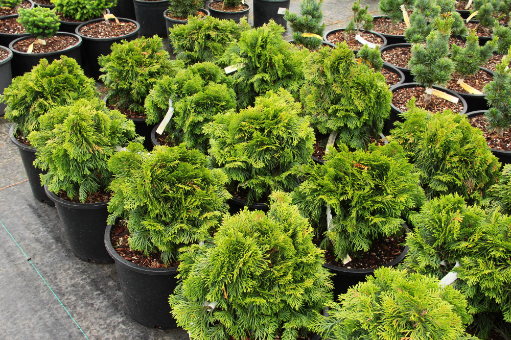 Thuja Plicata Tight Squeeze - View 6 from www redcrocus com