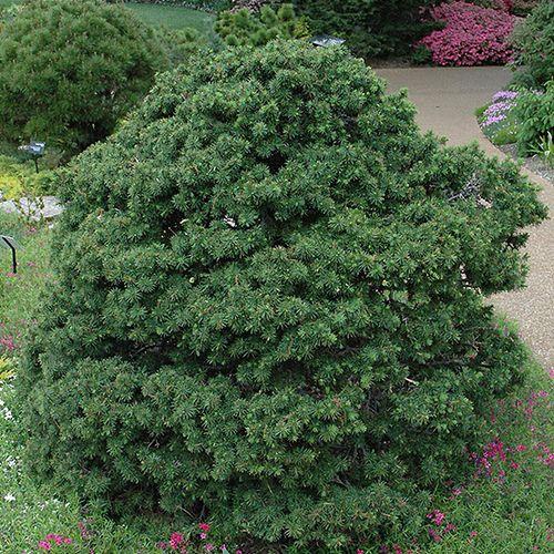 Picea Abies Gregoryana - View 11 from www redcrocus com