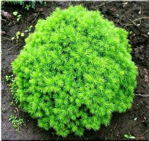 Picea Abies Gregoryana - View 12 from www redcrocus com