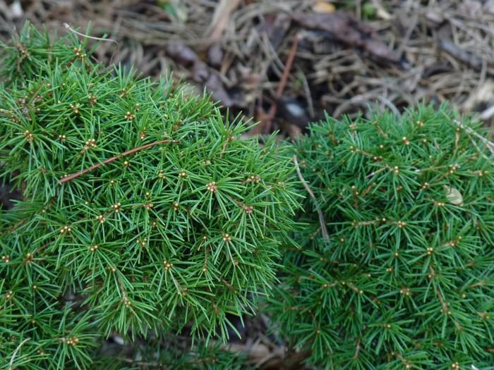 Picea Abies Gregoryana - View 13 from www redcrocus com