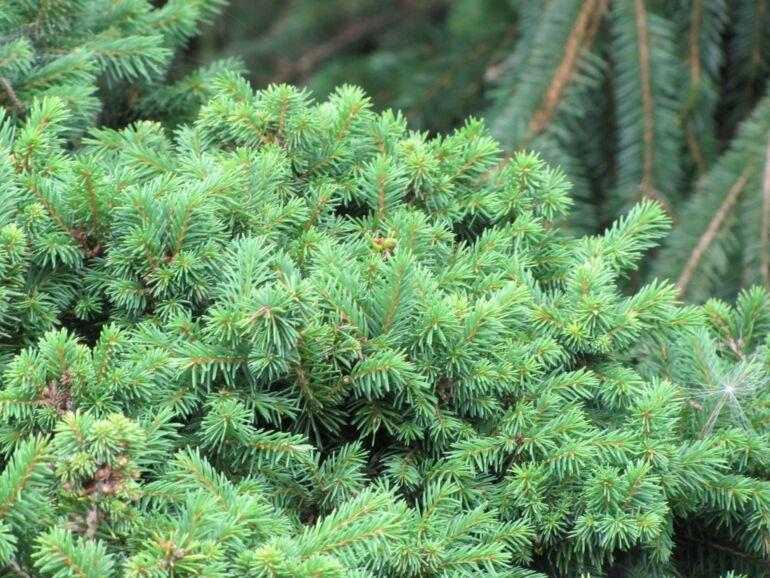 Picea Abies Gregoryana - View 14 from www redcrocus com