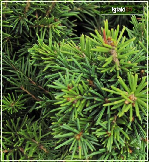 Picea Abies Gregoryana - View 15 from www redcrocus com