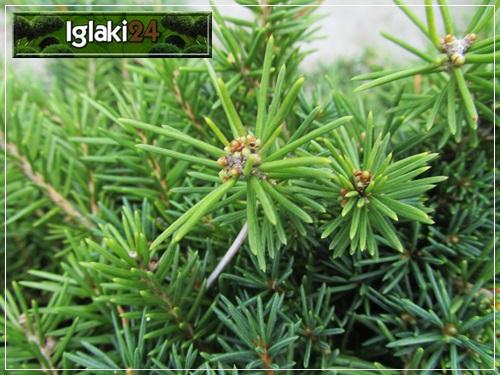 Picea Abies Gregoryana - View 16 from www redcrocus com