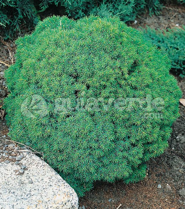 Picea Abies Gregoryana - View 17 from www redcrocus com