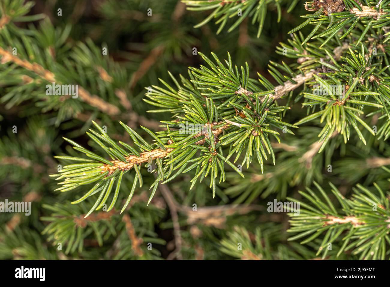 Picea Abies Gregoryana - View 18 from www redcrocus com